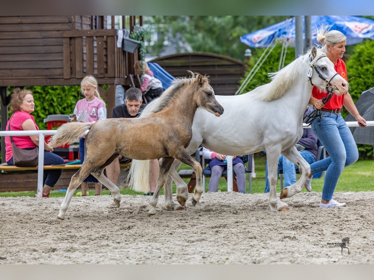 Welsh-A Merrie 8 Jaar 117 cm Schimmel in Weener