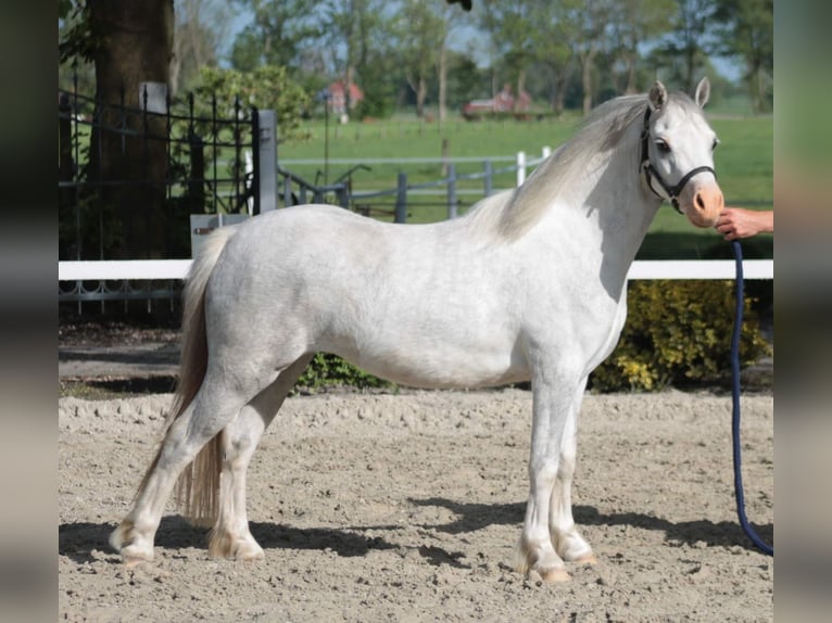 Welsh-A Merrie 8 Jaar 117 cm Schimmel in Weener