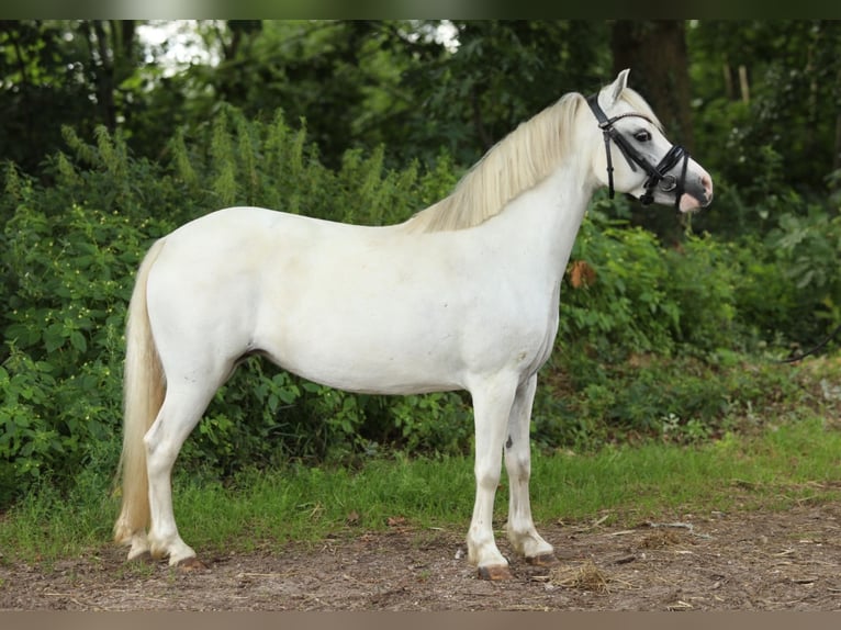 Welsh-A Merrie 8 Jaar 117 cm Schimmel in Aalten
