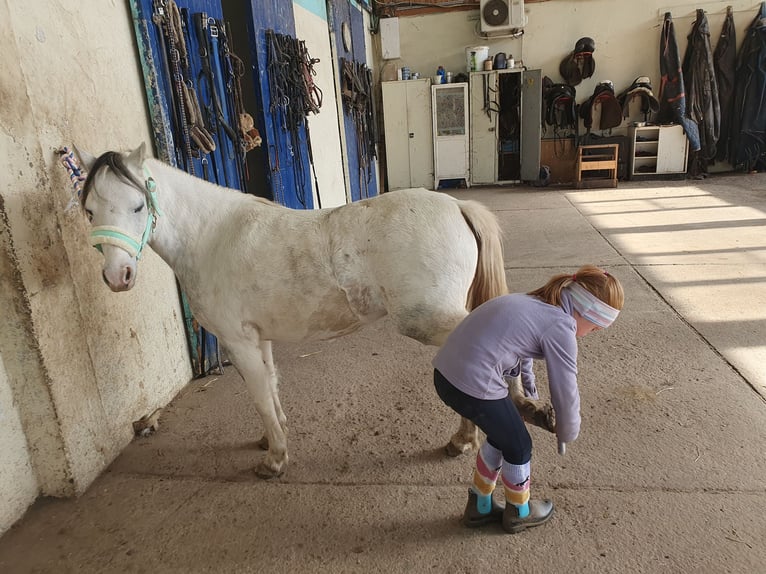 Welsh-A Mix Merrie 8 Jaar 117 cm Schimmel in Eilenburg