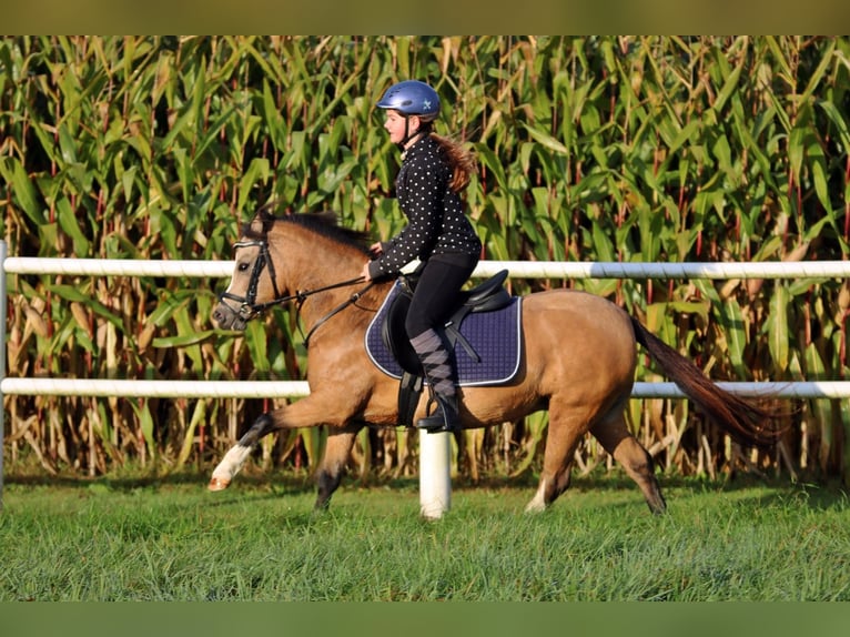 Welsh-A Merrie 8 Jaar 120 cm Falbe in Wildeshausen