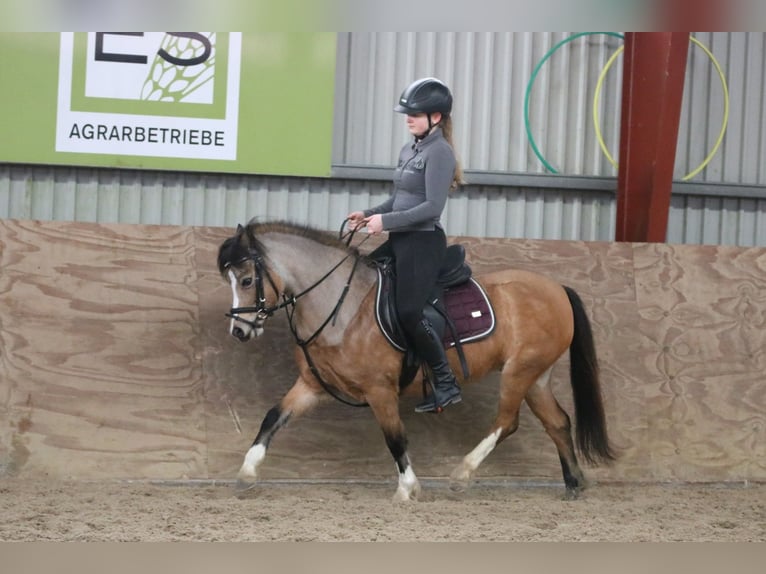 Welsh-A Merrie 8 Jaar 120 cm Falbe in Wildeshausen