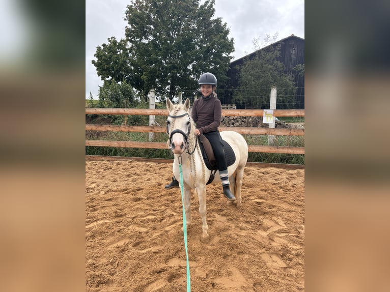 Welsh-A Merrie 8 Jaar 120 cm Schimmel in Nördlingen