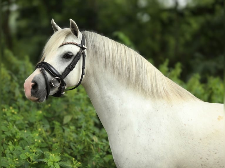 Welsh-A Merrie 8 Jaar 123 cm Schimmel in Aalten