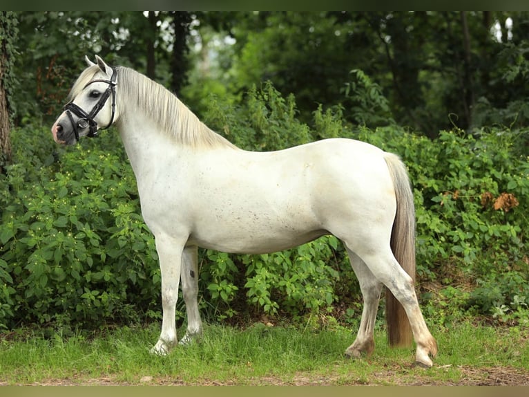 Welsh-A Merrie 8 Jaar 123 cm Schimmel in Aalten