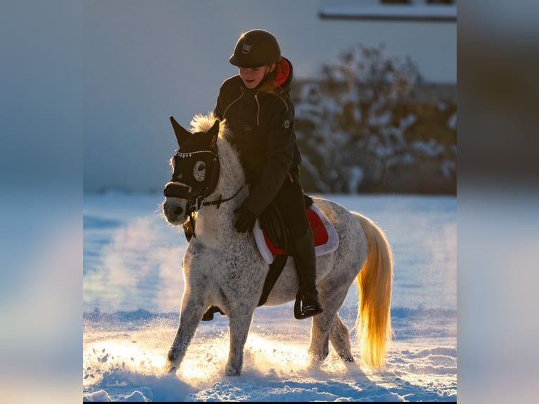 Welsh-A Mix Merrie 8 Jaar 124 cm Schimmel in Angerberg