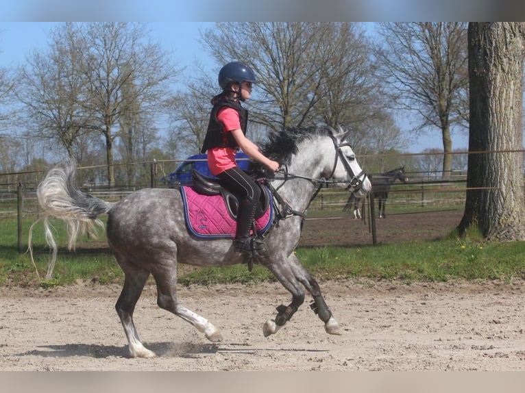 Welsh-A Merrie 8 Jaar 124 cm Schimmel in Nijverdal