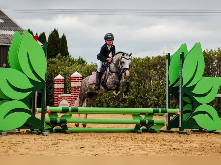 Welsh-A Merrie 8 Jaar 124 cm Schimmel in Nijverdal