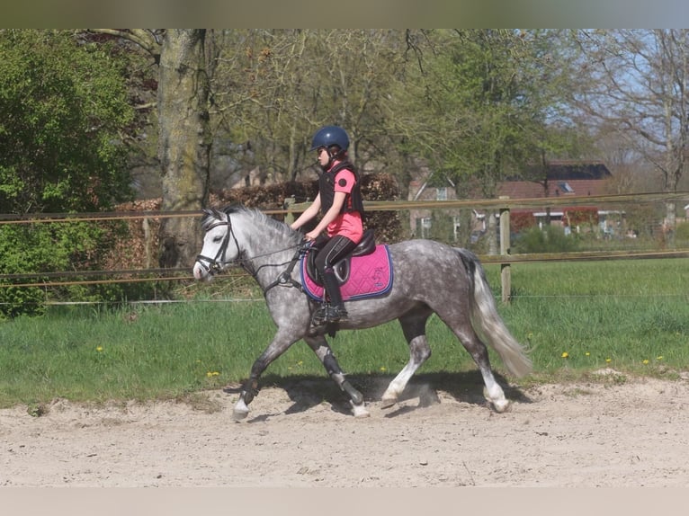 Welsh-A Merrie 8 Jaar 124 cm Schimmel in Nijverdal