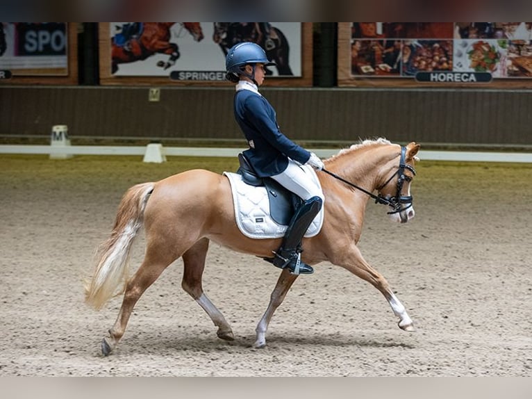 Welsh-A Merrie 8 Jaar 125 cm Vos in Vinkenbuurt