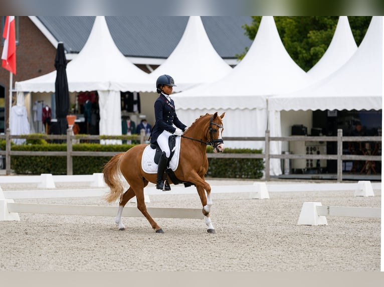 Welsh-A Merrie 8 Jaar 125 cm Vos in Vinkenbuurt