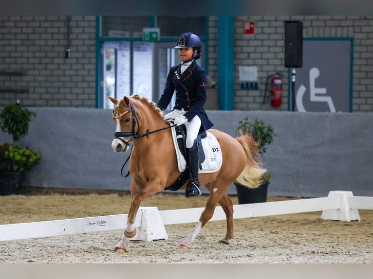 Welsh-A Merrie 8 Jaar 125 cm Vos in Vinkenbuurt