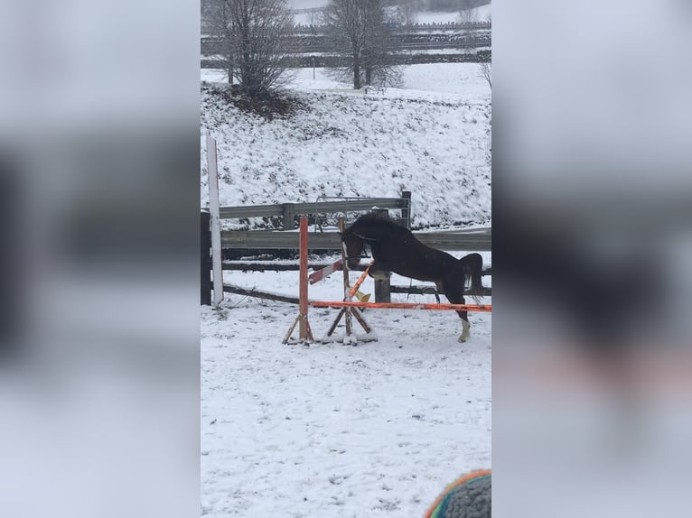 Welsh-A Merrie 8 Jaar 125 cm Vos in St. Johann