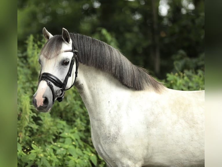 Welsh-A Merrie 8 Jaar 126 cm Schimmel in Aalten