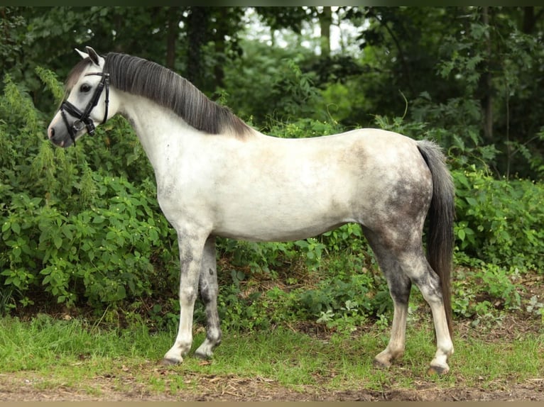 Welsh-A Merrie 8 Jaar 126 cm Schimmel in Aalten
