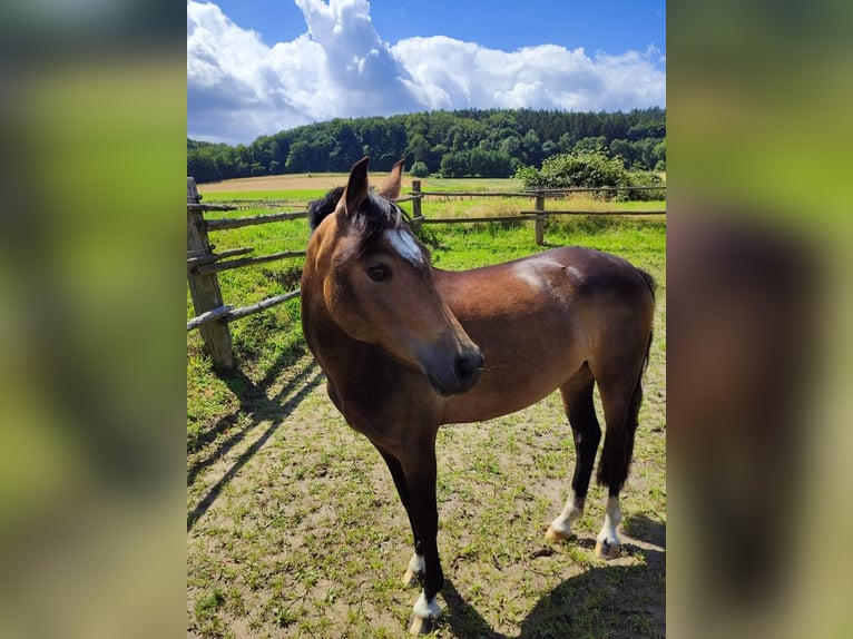 Welsh-A Merrie 8 Jaar 127 cm Buckskin in Bad Essen