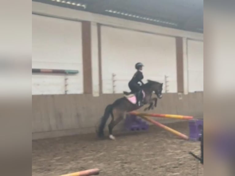 Welsh-A Merrie 8 Jaar 127 cm Buckskin in Bad Essen