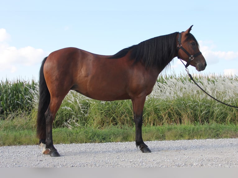 Welsh-A Mix Merrie 8 Jaar 140 cm Roodbruin in Cambridge, IA