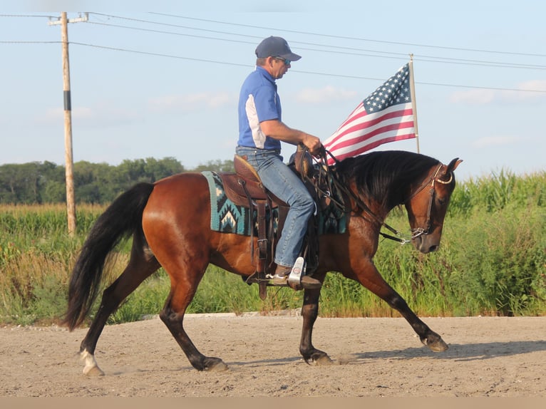 Welsh-A Mix Merrie 8 Jaar 140 cm Roodbruin in Cambridge, IA