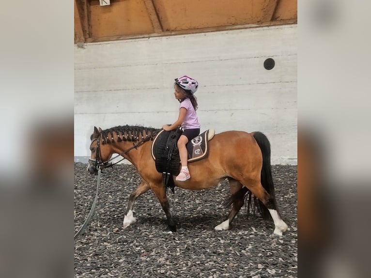 Welsh-A Merrie 8 Jaar Bruin in Wangen SZ