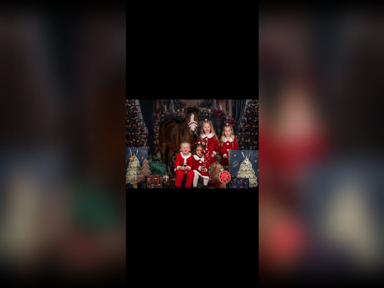 Welsh-A Merrie 9 Jaar 115 cm Bruin in Nuenen