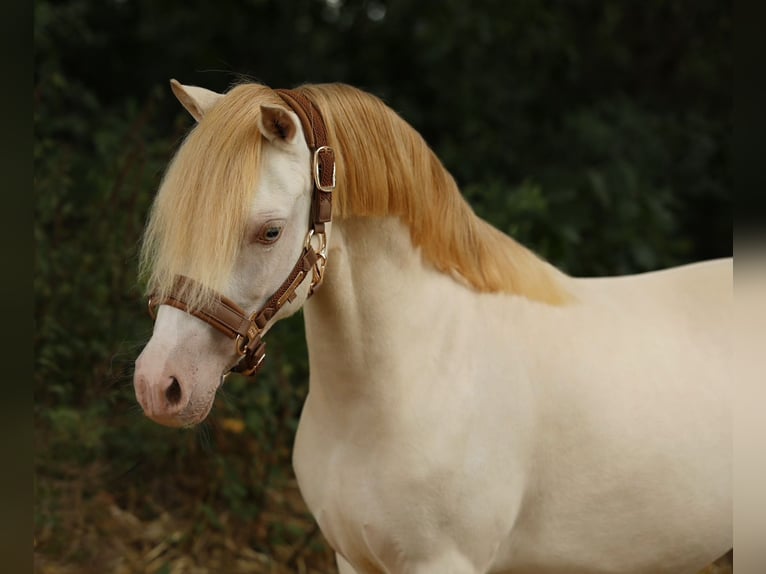 Welsh-A Merrie 9 Jaar 117 cm Perlino in Aalten