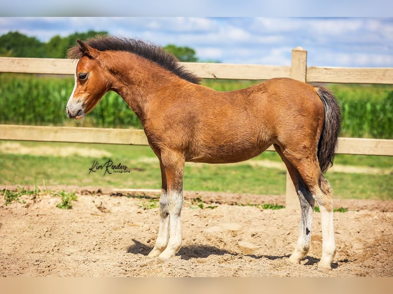 Welsh-A Merrie Veulen (04/2025) 119 cm Bruin in Duiven