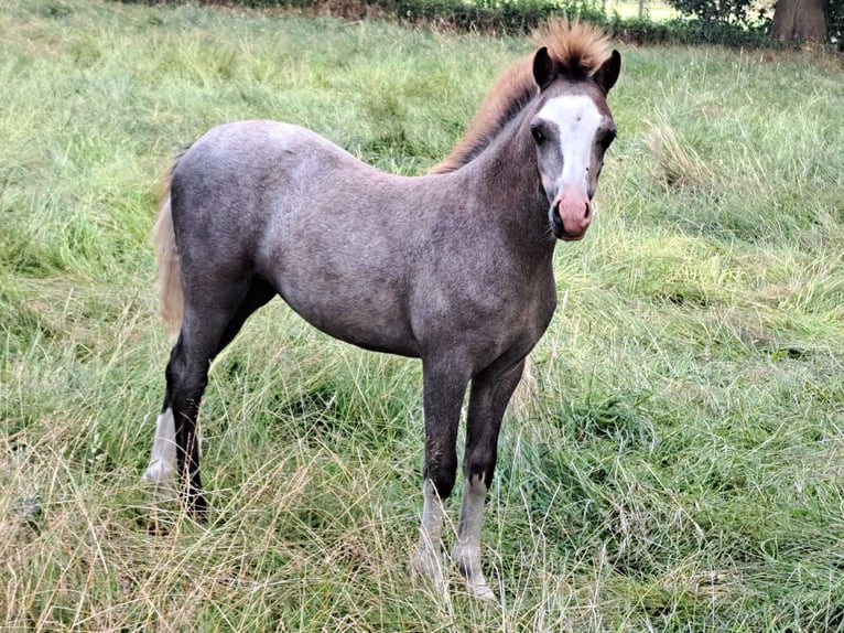 Welsh-A Merrie Veulen (03/2026) 120 cm Schimmel in Schoonebeek