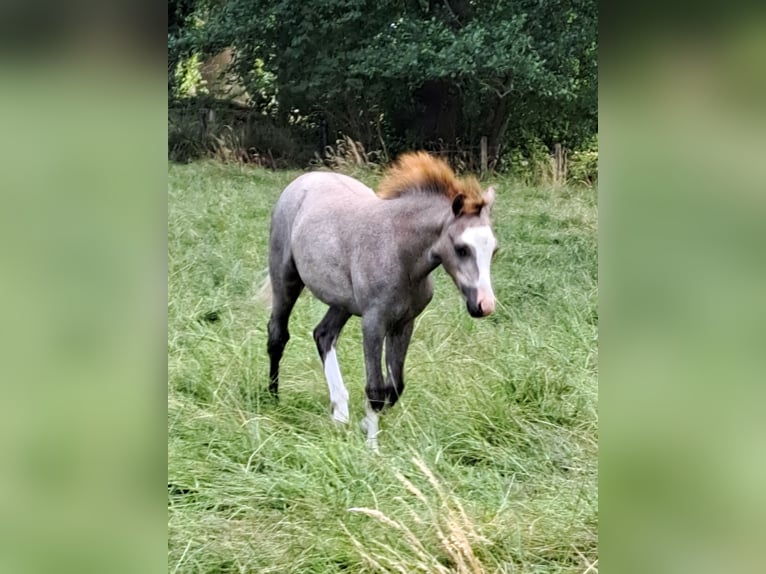 Welsh-A Merrie Veulen (03/2026) 120 cm Schimmel in Schoonebeek
