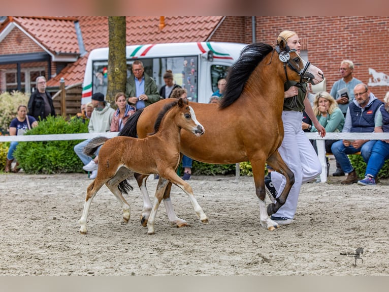 Welsh-A Merrie Veulen (06/2025) Bruin in Cappeln (Oldenburg)