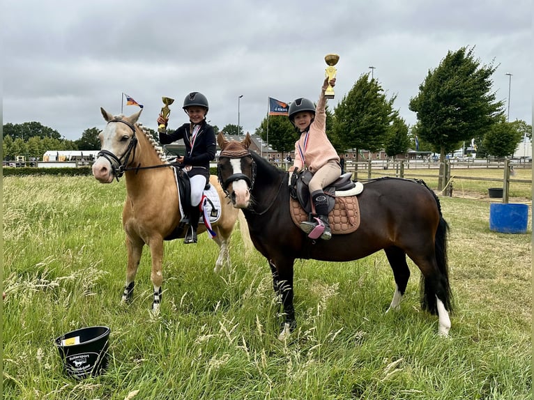 Welsh A (Mountain Pony) Gelding 10 years 11,1 hh Brown in Heythuysen