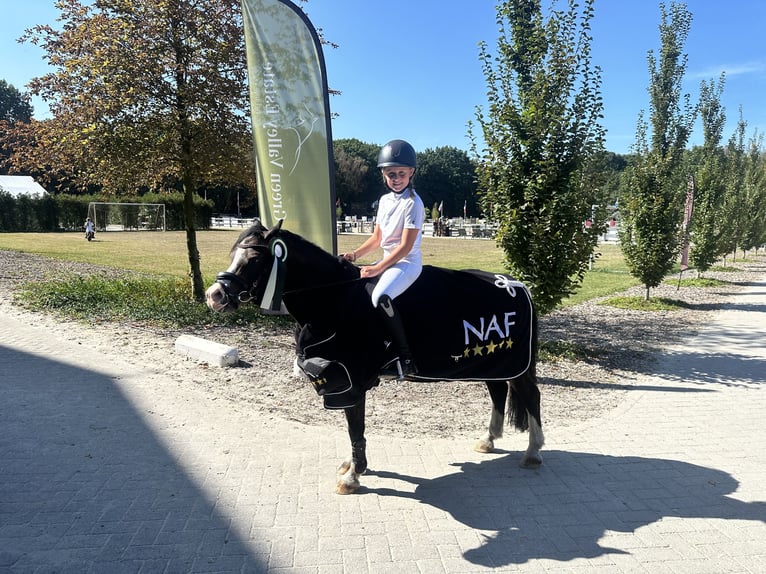 Welsh A (Mountain Pony) Gelding 10 years 11,1 hh Brown in Heythuysen