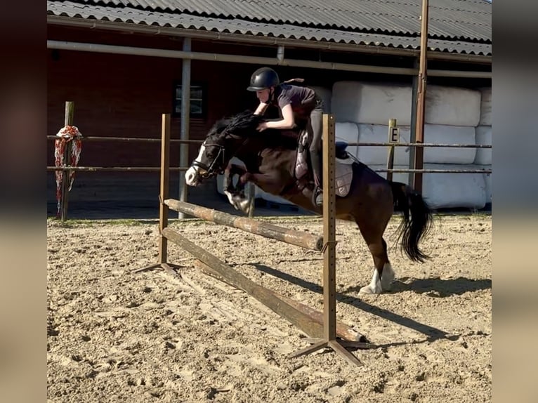 Welsh A (Mountain Pony) Gelding 10 years 11,1 hh Brown in Heythuysen