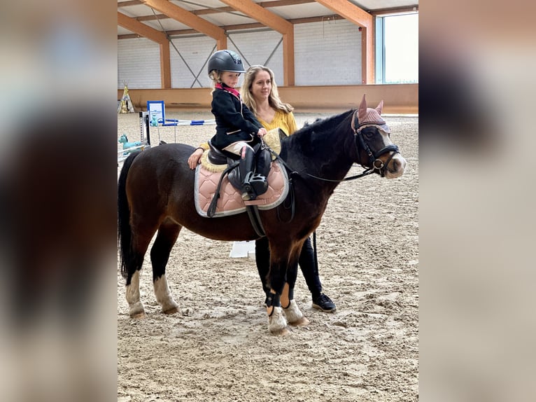 Welsh A (Mountain Pony) Gelding 10 years 11,1 hh Brown in Heythuysen