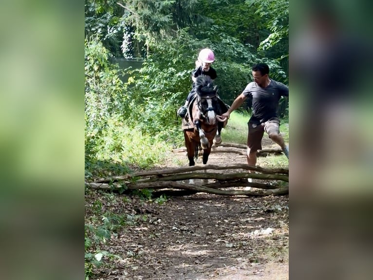 Welsh A (Mountain Pony) Gelding 10 years 11,1 hh Brown in Heythuysen