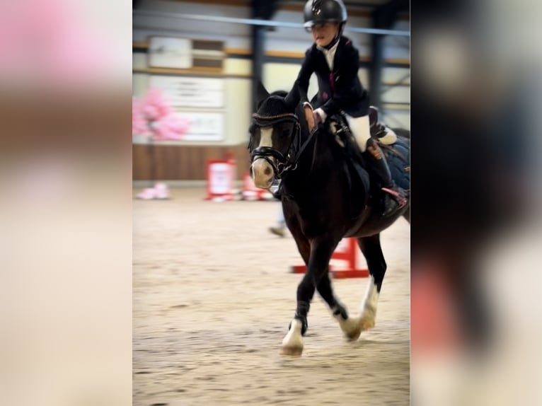 Welsh A (Mountain Pony) Gelding 10 years 11,1 hh Brown in Heythuysen