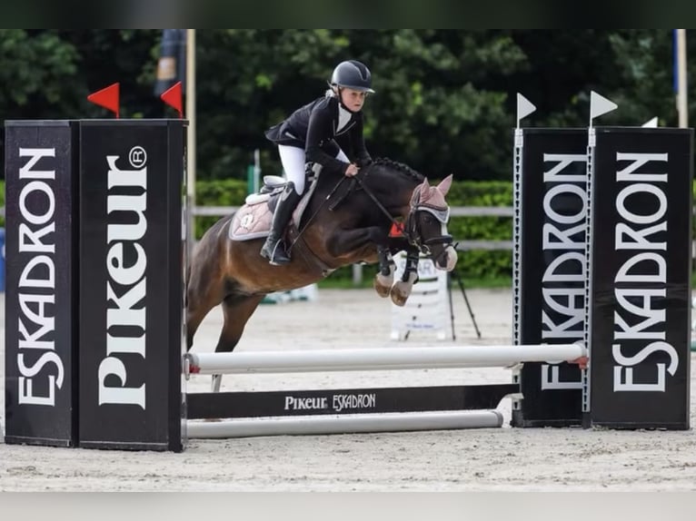 Welsh A (Mountain Pony) Gelding 10 years 11,1 hh Brown in Heythuysen