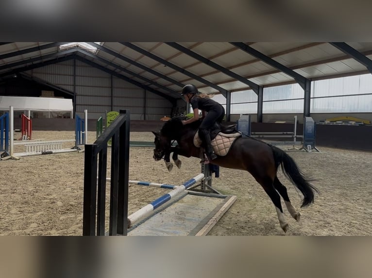 Welsh A (Mountain Pony) Gelding 10 years 11,1 hh Brown in Heythuysen