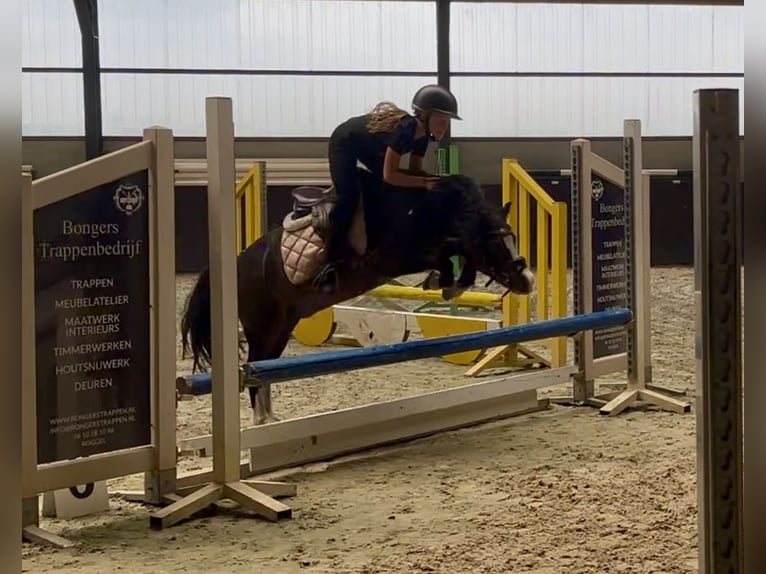 Welsh A (Mountain Pony) Gelding 10 years 11,1 hh Brown in Heythuysen