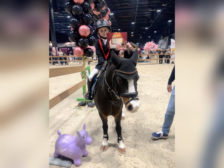 Welsh A (Mountain Pony) Gelding 10 years 11,1 hh Brown in Heythuysen