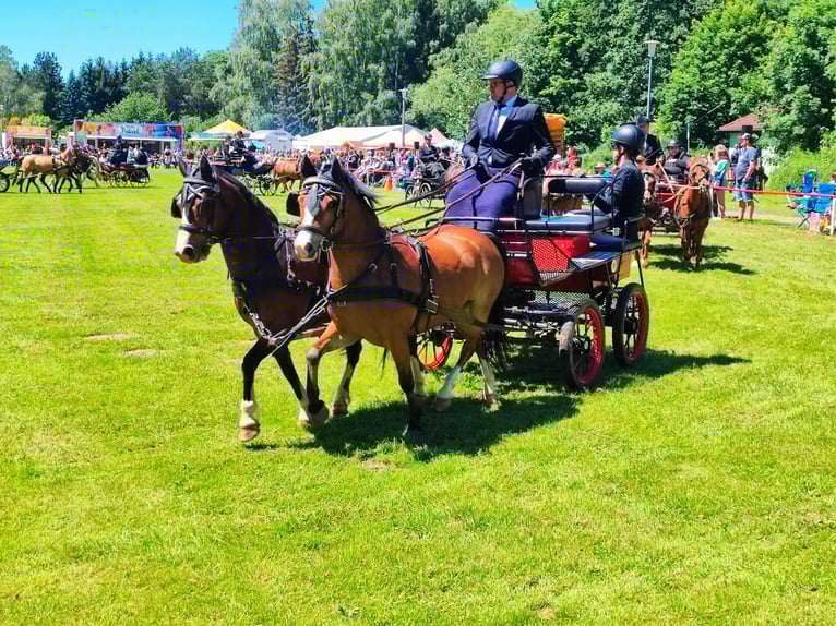 Welsh A (Mountain Pony) Gelding 10 years 11,2 hh Brown in Ferna