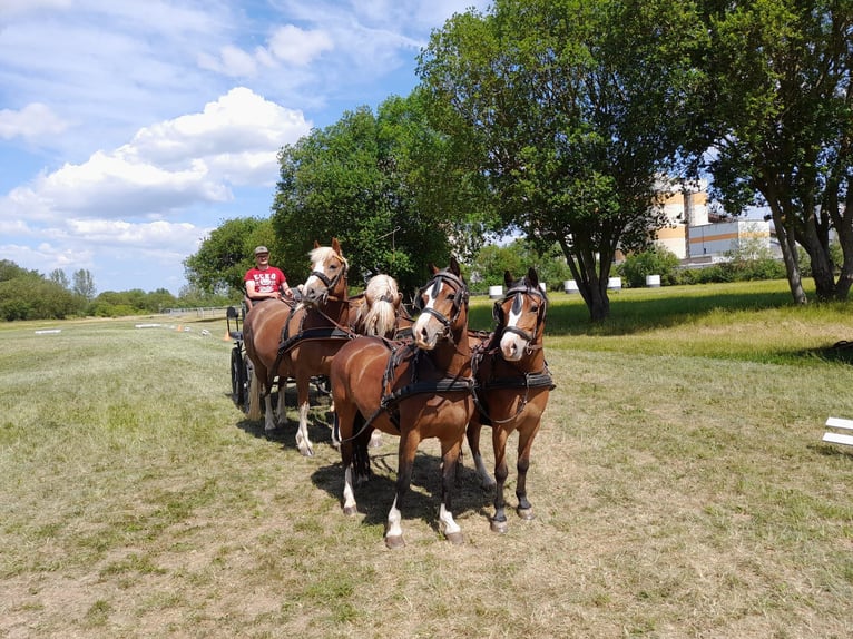 Welsh A (Mountain Pony) Gelding 10 years 11,2 hh Brown in Ferna