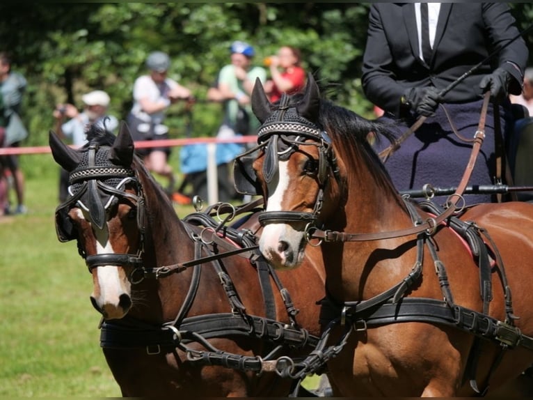 Welsh A (Mountain Pony) Gelding 10 years 11,2 hh Brown in Ferna