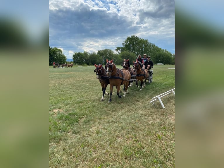 Welsh A (Mountain Pony) Gelding 10 years 11,2 hh Brown in Ferna