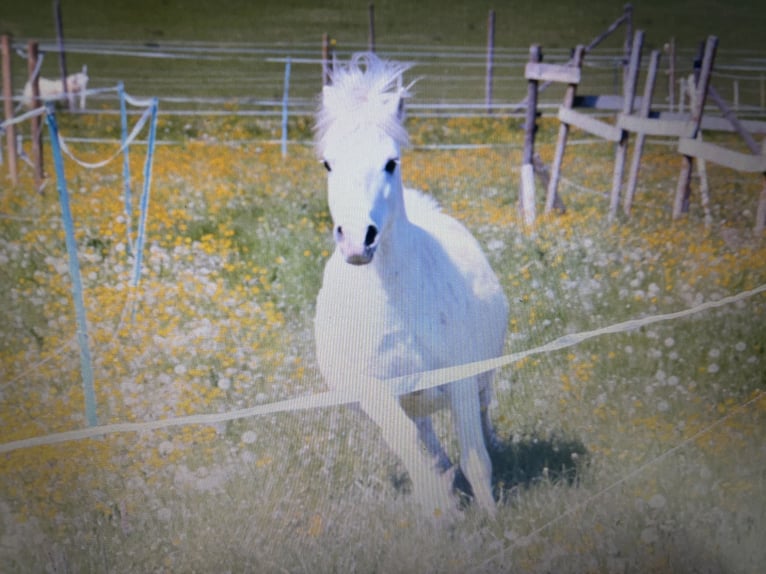 Welsh A (Mountain Pony) Gelding 10 years 11,2 hh Gray in Emmingen-Liptingen