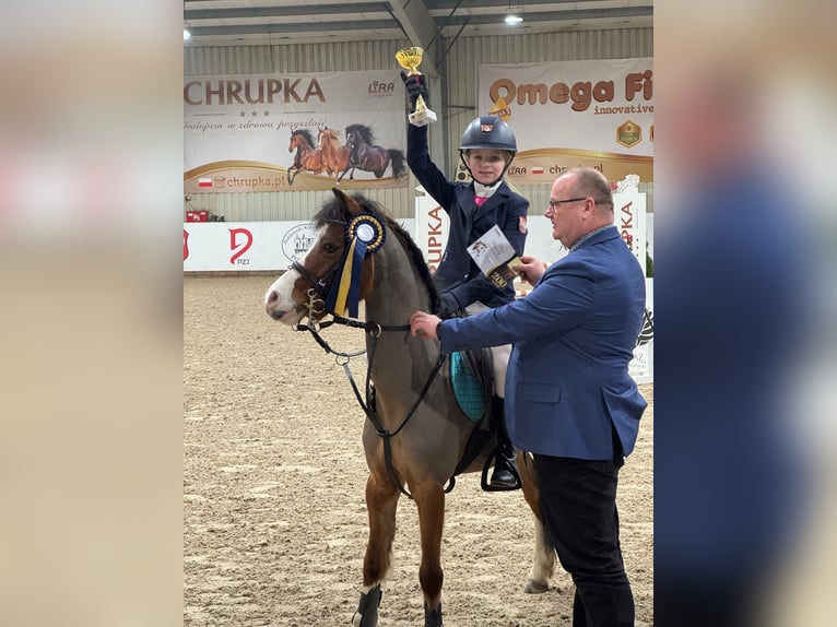 Welsh A (Mountain Pony) Gelding 10 years 12 hh Bay in Dobczyce