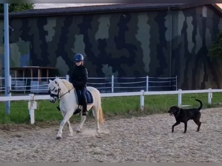 Welsh A (Mountain Pony) Gelding 10 years 12,1 hh Gray in Sendenhorst