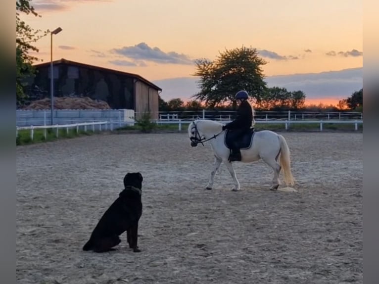 Welsh A (Mountain Pony) Gelding 10 years 12,1 hh Gray in Sendenhorst