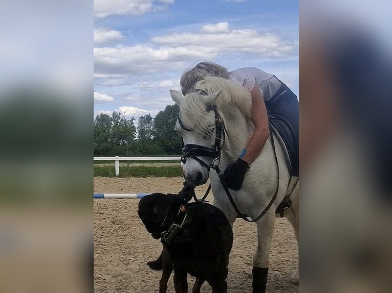 Welsh A (Mountain Pony) Gelding 10 years 12,1 hh Gray in Sendenhorst