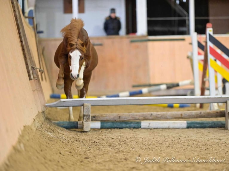 Welsh A (Mountain Pony) Gelding 11 years 11,2 hh Chestnut-Red in Bergisch Gladbach
